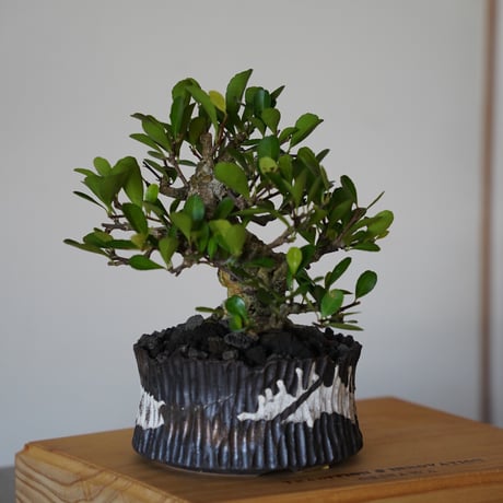 ［26］ハリツルマサキ Gymnosporia diversifolia × 根本峻吾 S.N POT type.low「爪牙 / 堕天 」4号鉢 笠間焼