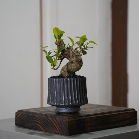 陶賊 -TOUZOKU- bonsai & pottery