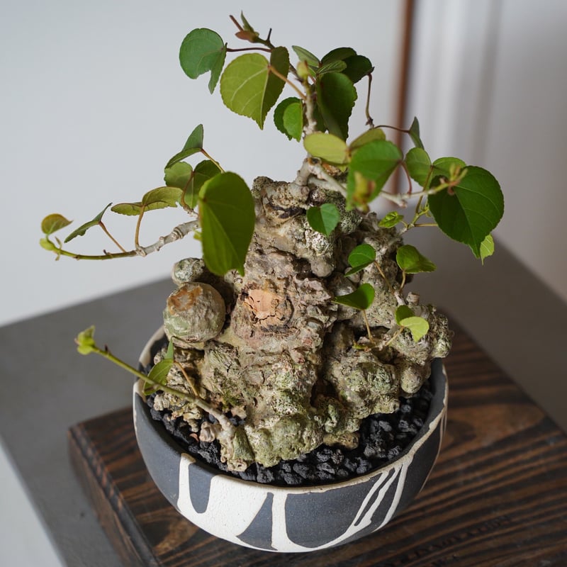 14］強イボオオハマボウ Hibiscus Tiliaceus × 沼野秀章 作「 黒二白