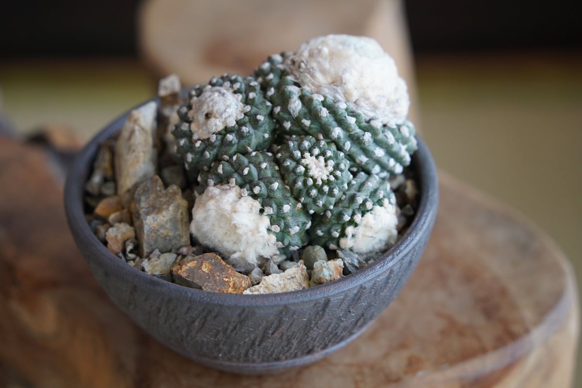 コピアポア テヌイシマ 群生 仔株付 × 與那嶺大輔 作「琉球飛び鉋」4号