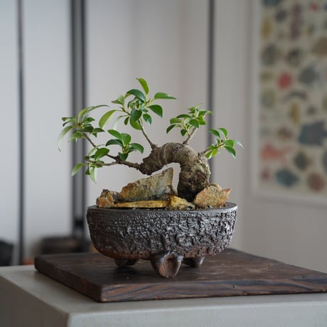CATEGORY ガジュマル | 陶賊 -TOUZOKU- bonsai & pottery CATEGORY ガジュマル | 陶賊 -TOUZOKU- bonsai & pottery