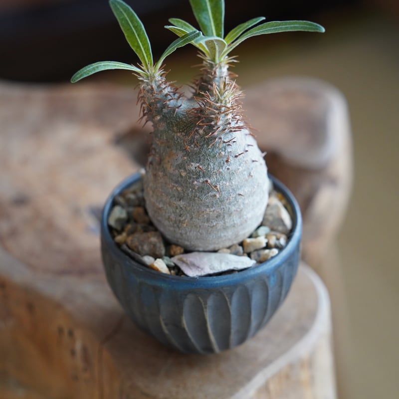 グラキリス　現地球　2頭　塊根植物 黒鉢付き　笠間焼　スリット鉢 グラキリス 現地球 2頭 塊根植物 黒鉢付き 笠間焼 スリット鉢