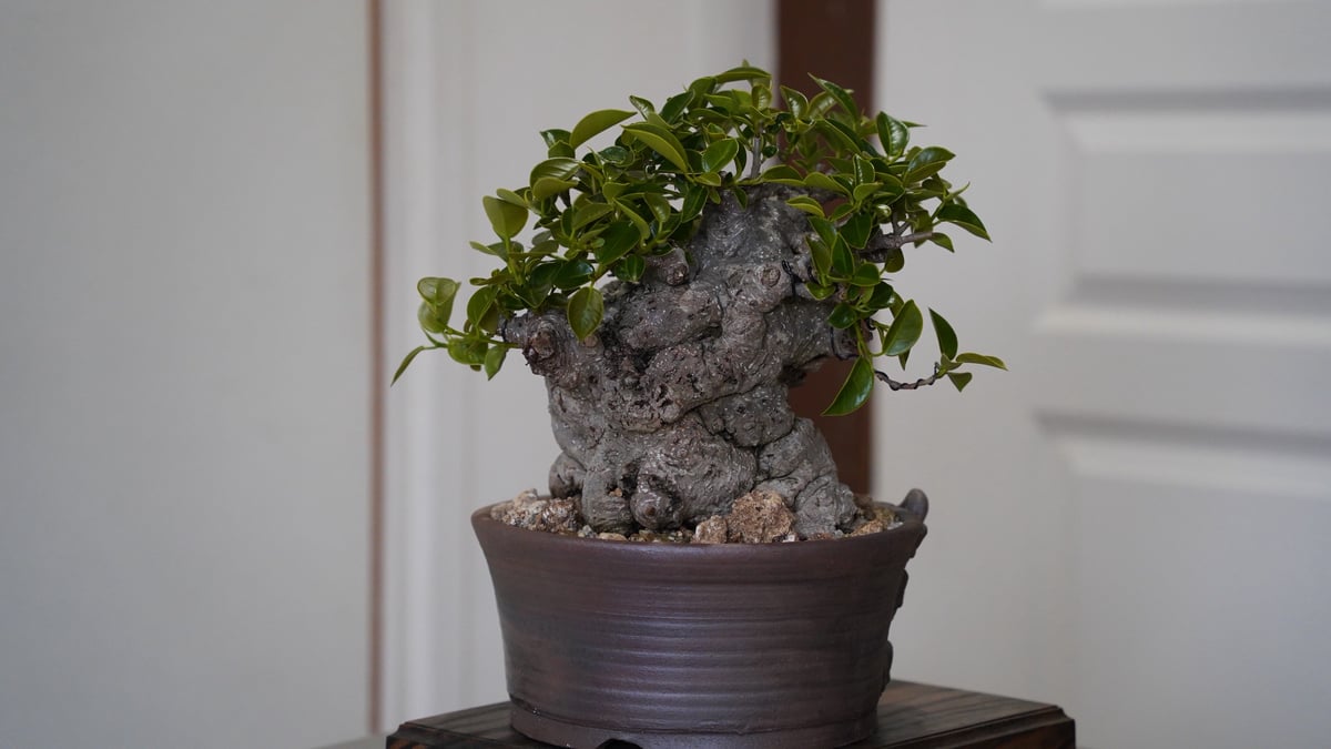 植木鉢　盆栽・塊根植物　シーサー 22］極太タイワンガジュマル × なみひら陶房 作「 シーサー/ 雄 」6.5