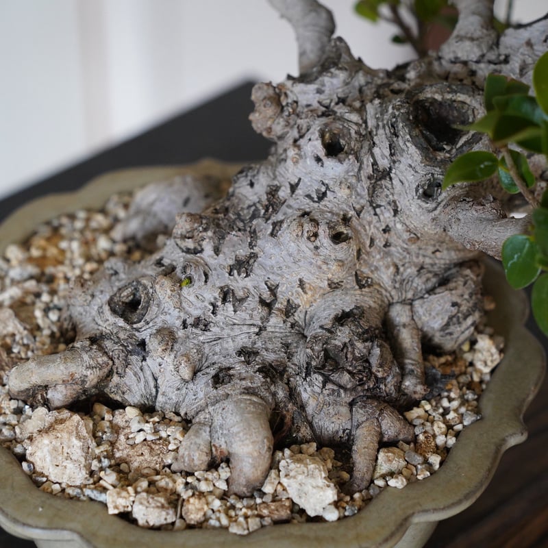 53］象牙ガジュマル × 輪花盆栽鉢 7号 | 陶賊 -TOUZOKU- bonsai &