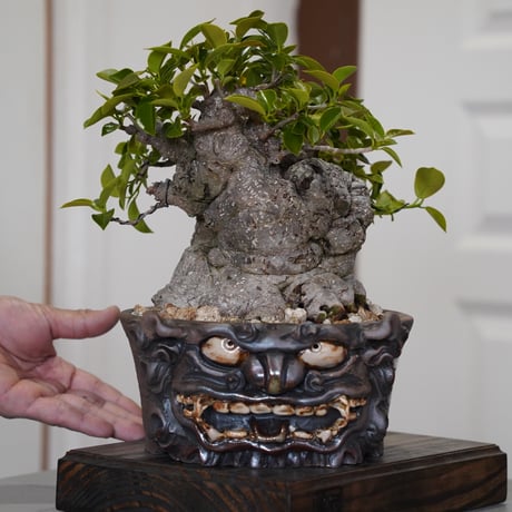 陶賊 -TOUZOKU- bonsai & pottery