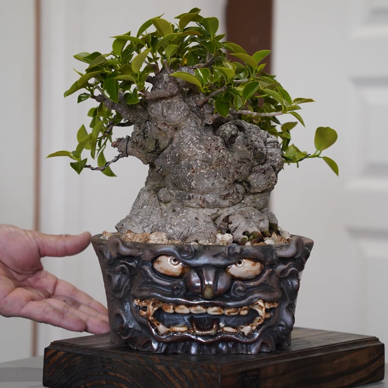 植木鉢　盆栽・塊根植物　シーサー 22］極太タイワンガジュマル × なみひら陶房 作「 シーサー/ 雄 」6.5
