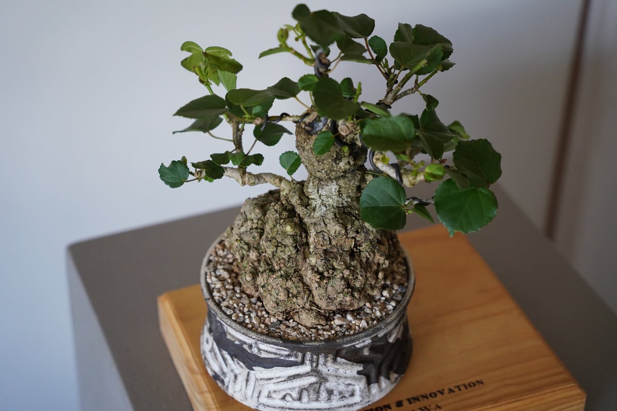 27］丸株 オオハマボウ Hibiscus Tiliaceus × 根本峻吾「 鐡 - 堕