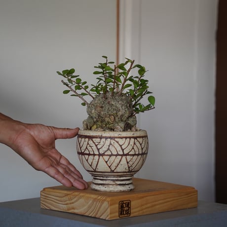 CATEGORY ハリツルマサキ(マッコウ) | 陶賊 -TOUZOKU- bonsai &