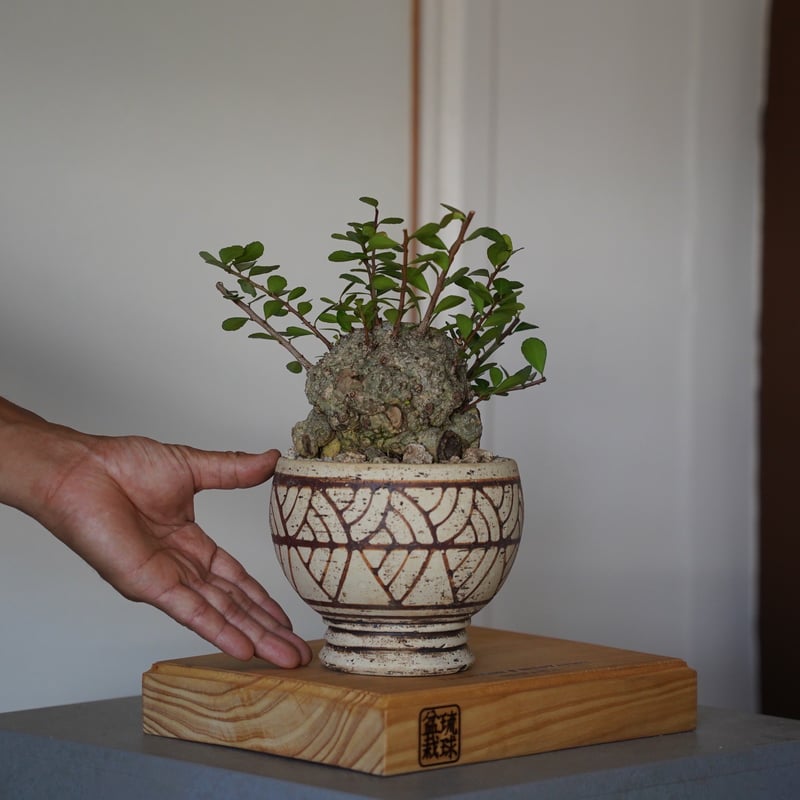 25］ハリツルマサキ Gymnosporia diversifolia × mano 4号鉢