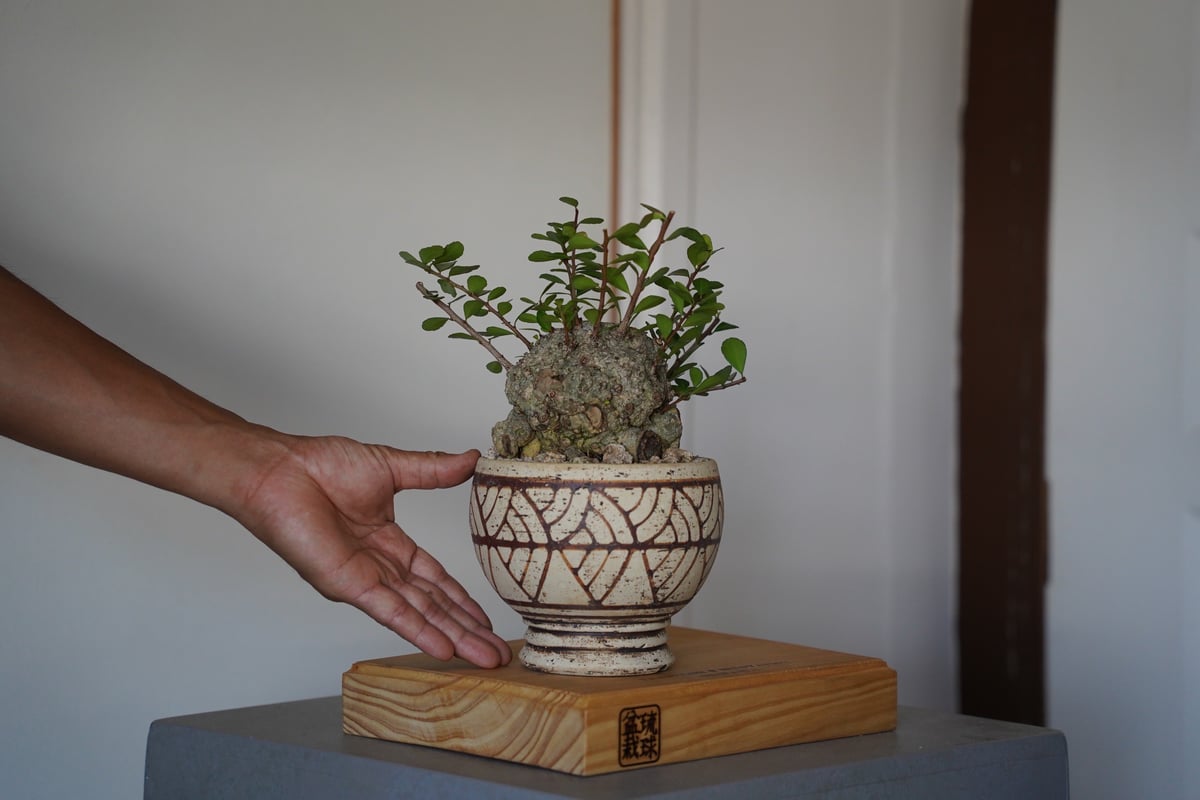 25］ハリツルマサキ Gymnosporia diversifolia × mano 4号鉢