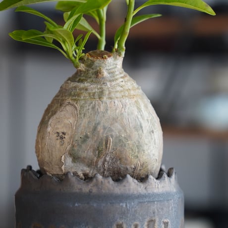 パキポディウム デカリー × 根本峻吾 作 S.N POT type.cylinder「 黑焰 - kokuen - 」4号 植木鉢 ［No.41］