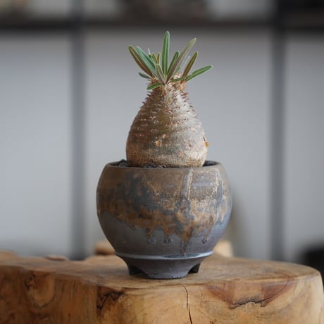 CATEGORY パキポディウム - Pachypodium - | 陶賊 -TOUZOKU-