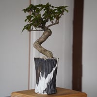 ［90］ブーゲンビリア Bougainvillea ×  根本峻吾「 爪牙 - 堕天 - 」3.5号 長鉢 笠間焼