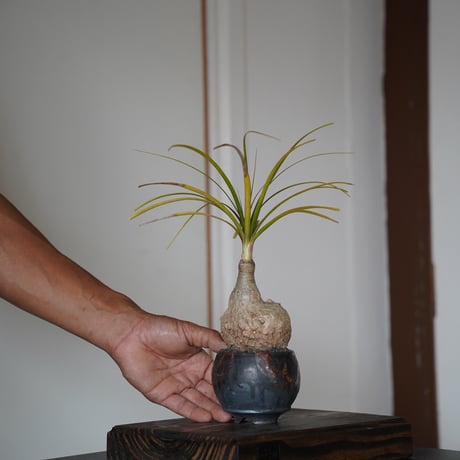 陶賊 -TOUZOKU- bonsai & pottery 陶賊 -TOUZOKU- bonsai & pottery