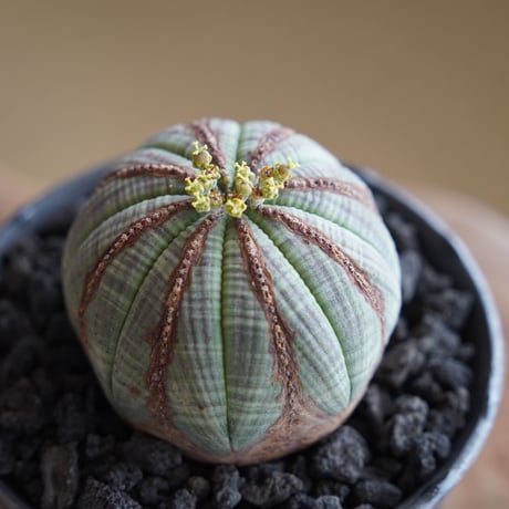 ユーフォルビア オベサ M 木質化 種付き〈メス〉 × naka. 作「BLACK × BLACK 」3.5号 植木鉢 ［No.22］