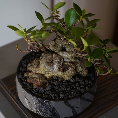 ［07］イボガジュマル Ficus microcarpa ×  穂高隆児「 暁 - AKATSUKI - 」5号鉢 笠間焼