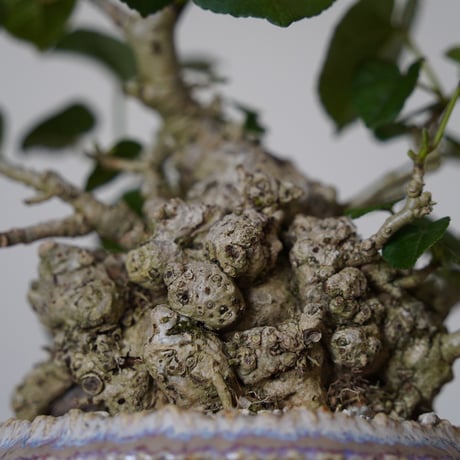 ［35］イボオオハマボウ Hibiscus Tiliaceus ×  磯部祐介「 円彩 」3.5号鉢 笠間焼