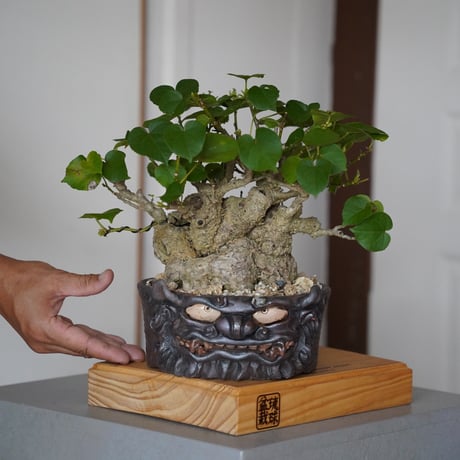 ターニさん専用 塊根植物 パキプス パキプス | STORES