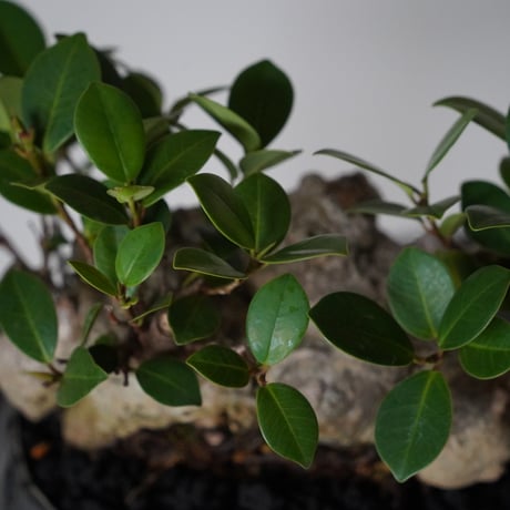 ［12］大福ガジュマル Ficus microcarpa × 穂高隆児 「 暁 」6号鉢 笠間焼