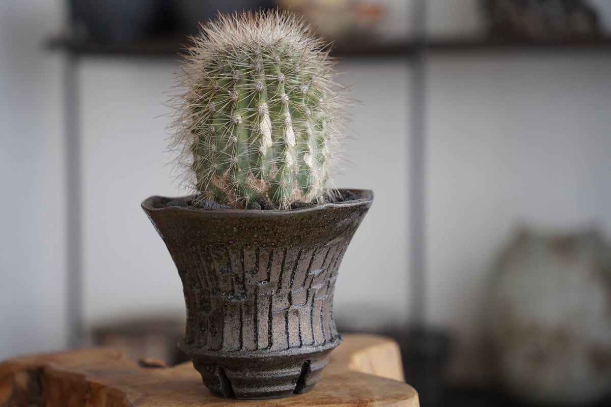 コピアポア クラインジアナ 雷血丸 茶棘 × 沼野秀章 作「black