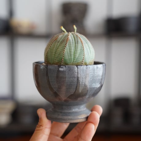 ユーフォルビア オベサ M〈オス〉 × naka. 作「BLACK × BLACK 」3号 植木鉢 ［No.23］