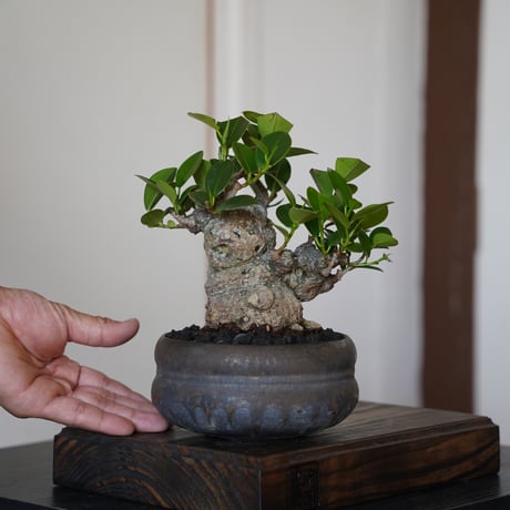 CATEGORY ガジュマル | 陶賊 -TOUZOKU- bonsai & pottery