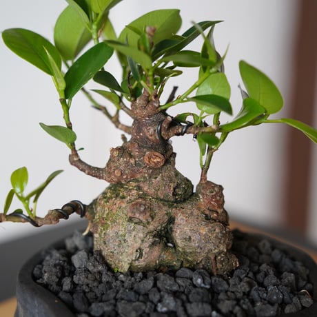 ［20］美幹 ドワーフガジュマル Ficus microcarpa × 沼野秀章「 black wrap 」3.5号鉢  笠間焼