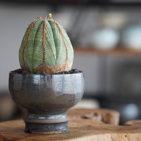 ユーフォルビア オベサ 木質化 φ7.5cm〈オス〉 × naka. 作「BLACK × BLACK 」3号 植木鉢 ［No.38］