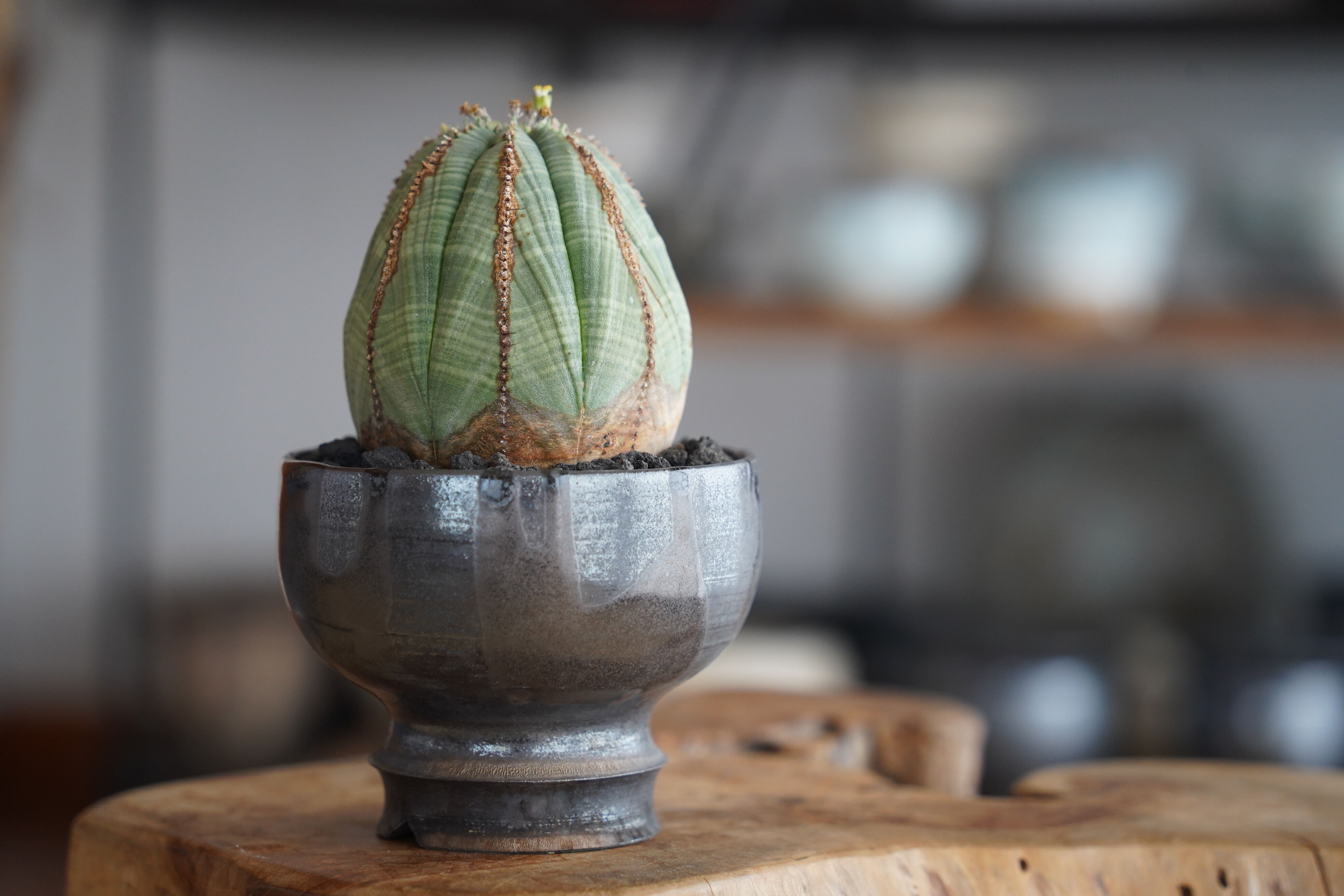 ユーフォルビア オベサ 木質化 φ7.5cm〈オス〉 × naka. 作「BLACK × BL