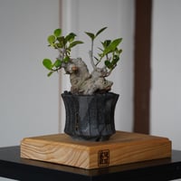 ［19］白肌ガジュマル Ficus microcarpa × 穂高隆児「 暁 - AKATSUKI - 」3.5号鉢 笠間焼