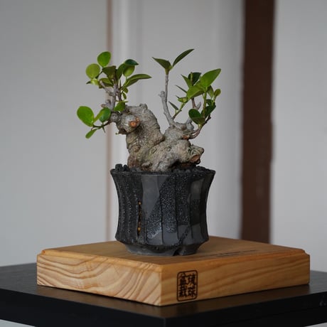 CATEGORY 穂高隆児 植木鉢作品 | 陶賊 -TOUZOKU- bonsai & pot