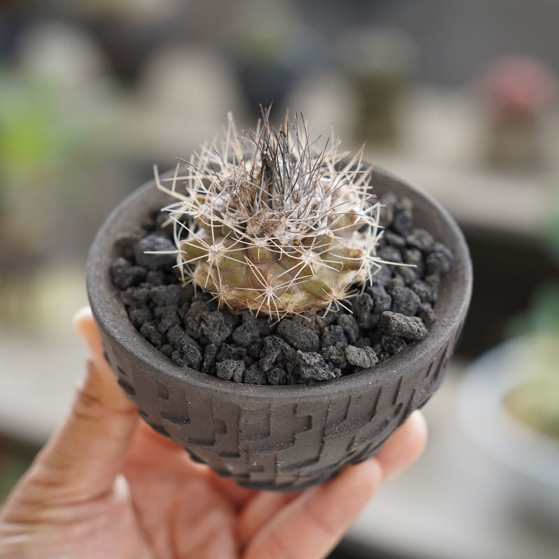 陶器鉢　狂鉢　アガベ　サボテン　コピアポア　グラキリス 陶器鉢 狂鉢 アガベ サボテン コピアポア グラキリス 陶器鉢 狂