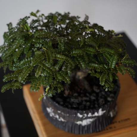 ［02］ 磯山椒 × 根本峻吾 S.N POT type.low 「爪牙 -堕天-」5.5号鉢