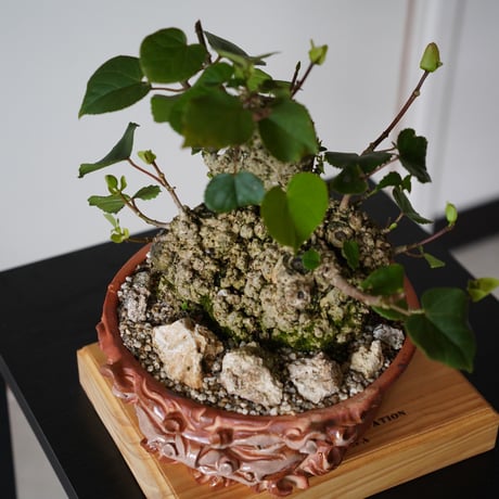 ［14］大株 イボオオハマボウ Hibiscus Tiliaceus × なみひら陶房「 シーサー 」7号鉢 やちむん