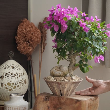 どくとく　ブーゲンビリア盆栽 CATEGORY ブーゲンビリア | 陶賊 -TOUZOKU- bonsai & pottery