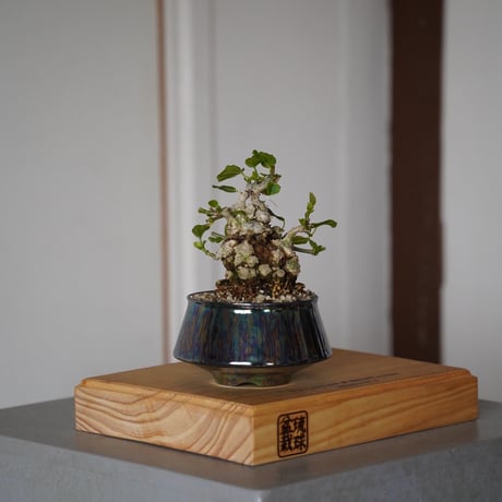 CATEGORY オオハマボウ(ユウナ) | 陶賊 -TOUZOKU- bonsai & po CATEGORY オオハマボウ(ユウナ) | 陶賊 -TOUZOKU- bonsai & po