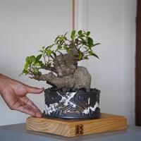 ［29］やかん イボガジュマル Ficus microcarpa × 根本峻吾 S.N POT type.low「 鐡 - 堕天 - 」6号鉢 笠間焼