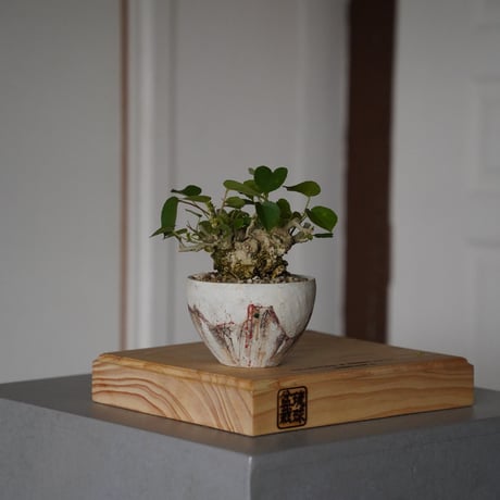 CATEGORY オオハマボウ(ユウナ) | 陶賊 -TOUZOKU- bonsai & po CATEGORY オオハマボウ(ユウナ) | 陶賊 -TOUZOKU- bonsai & po