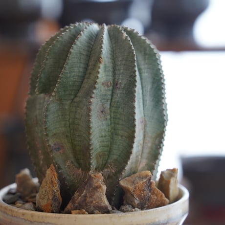 オベサ×ホリダ L ハイブリッド〈メス〉 × 杉山悠 作 4号 植木鉢 ［No.32］