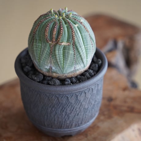 ユーフォルビア オベサ モンスト φ7cm〈オス〉 × 與那嶺大輔 作「琉球飛び鉋」3号 植木鉢 ［No.40］