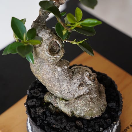 ［18］微イボ 古肌ガジュマル Ficus microcarpa × 根本峻吾 S.N POT type.low「 鐡 - 堕天 - 」5号鉢 笠間焼