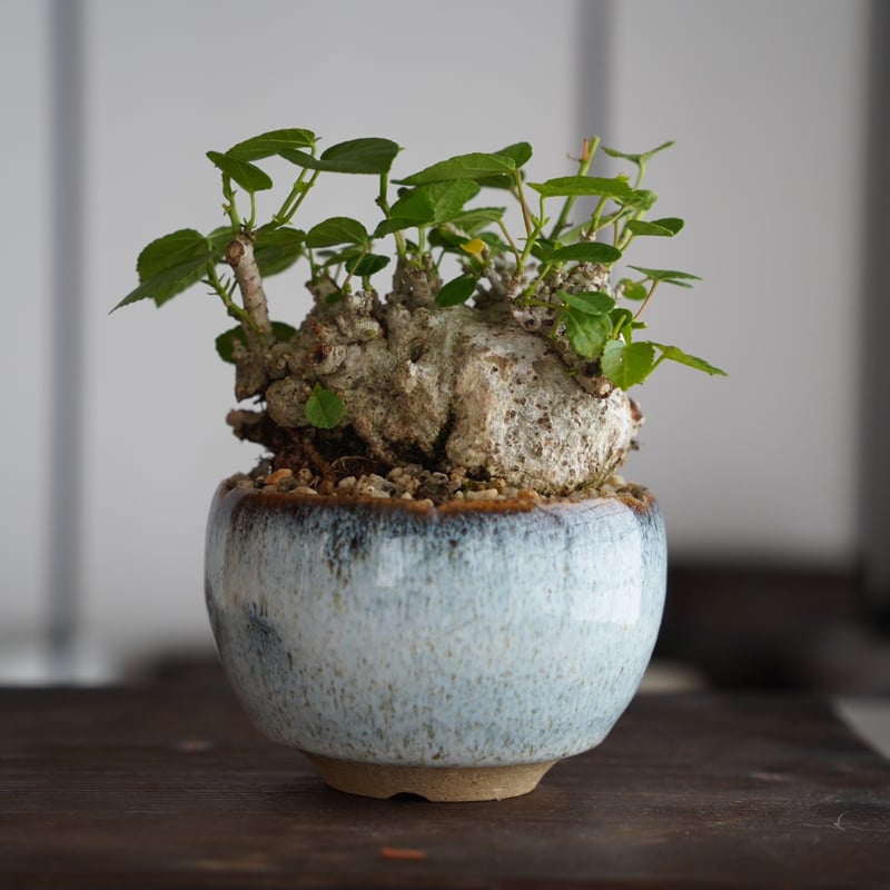 最終値下げ】 沖縄オオハマボウ 索/塊根/イボ【氣まぐれセール】 沖縄