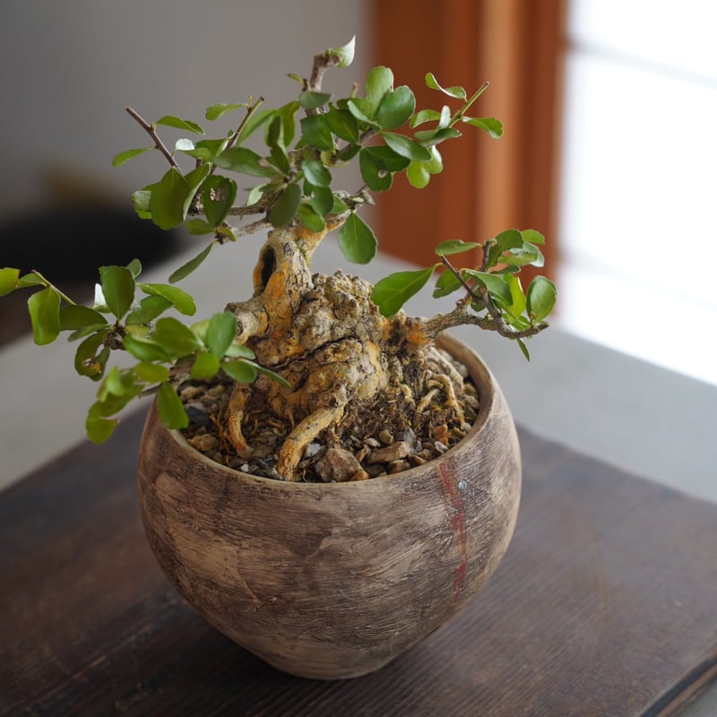 盆栽 ハリツルマサキ（石付）