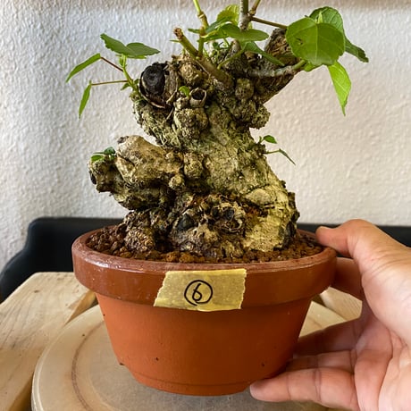 陶賊 -TOUZOKU- bonsai & pottery