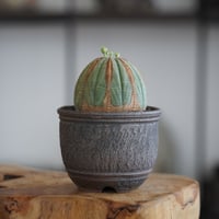 ユーフォルビア オベサ M 木質化 種付き〈メス〉 × 與那嶺大輔 作「琉球飛び鉋」3号 植木鉢 ［No.27］
