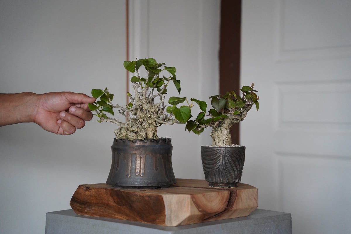 78］オオハマボウ Hibiscus Tiliaceus × 根本峻吾「 黑焰 - kok