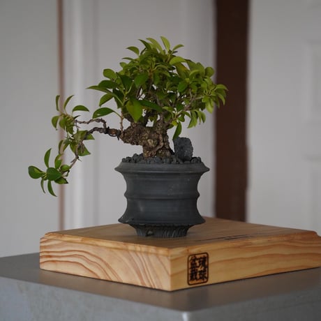 CATEGORY ガジュマル | 陶賊 -TOUZOKU- bonsai & pottery CATEGORY ガジュマル | 陶賊 -TOUZOKU- bonsai & pottery