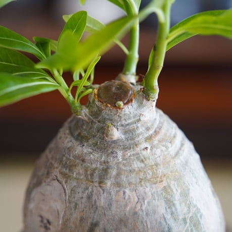 パキポディウム デカリー × 根本峻吾 作 S.N POT type.cylinder「 黑焰 - kokuen - 」4号 植木鉢 ［No.41］