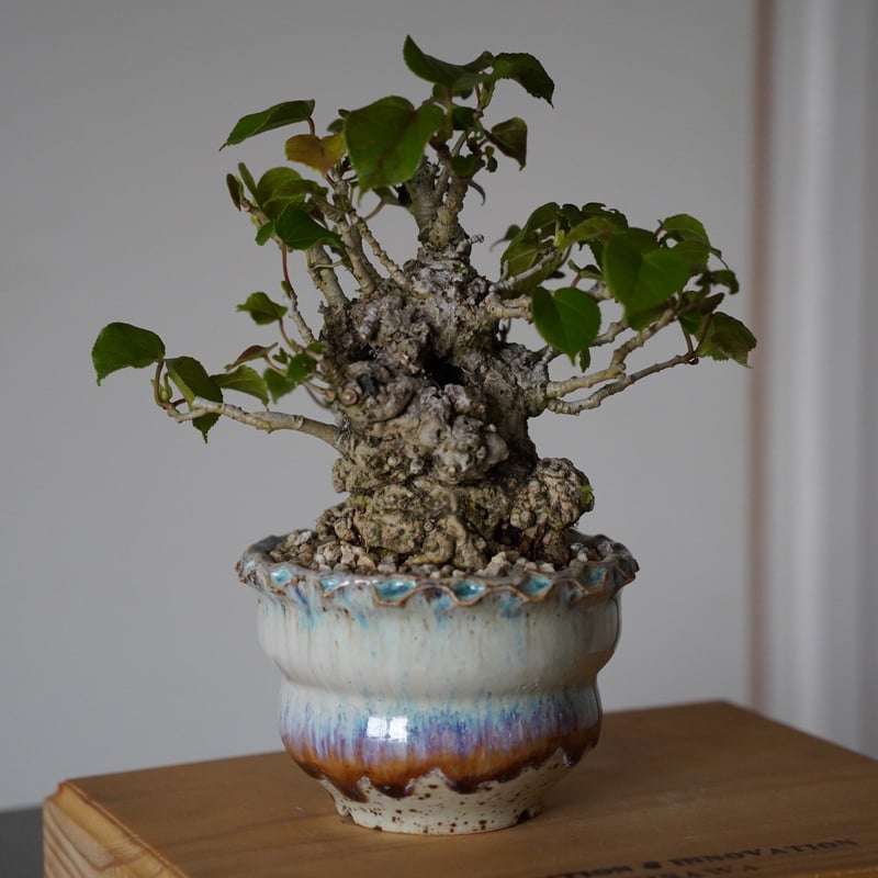 オオハマボウ石肌琉球盆栽塊根植物