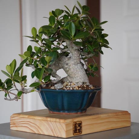 CATEGORY ガジュマル | 陶賊 -TOUZOKU- bonsai & pottery CATEGORY ガジュマル | 陶賊 -TOUZOKU- bonsai & pottery